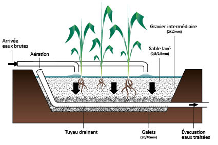 Diagramme illustrant le processus de culture des plantes dans le sol, montrant les &eacute;tapes de croissance et d'entretien.