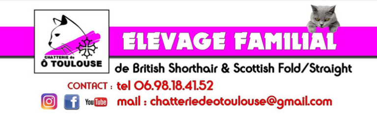 carte visite du Chatterie ô Toulouse