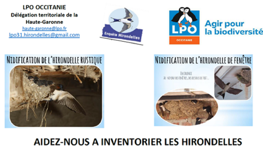 Sauvons les hirondelles